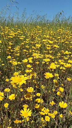 Corn Marigolds