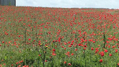 Poppies at West Pentire