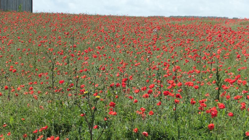 Poppies at West Pentire