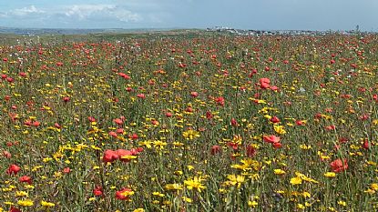 Wild Flowers on West Pentire