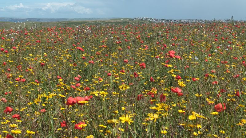 Wild Flowers on West Pentire Wild Flowers on West Pentire