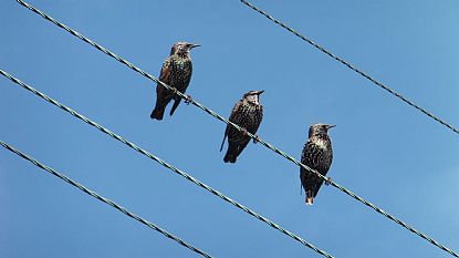 Three Shiny Starlings