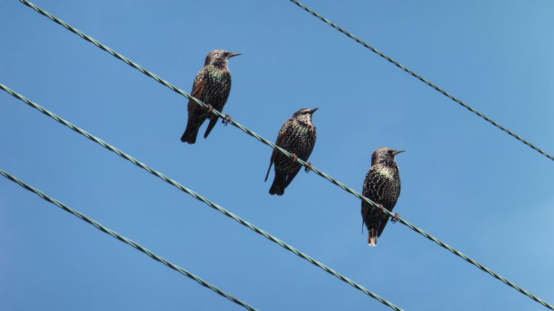 Three Shiny Starlings