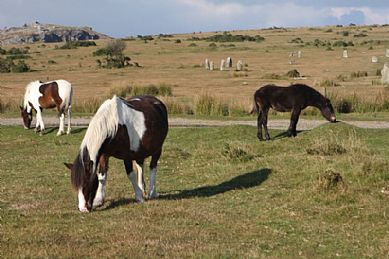 The Hurlers Stone Circles