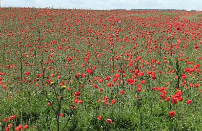 Poppies in Remembrance