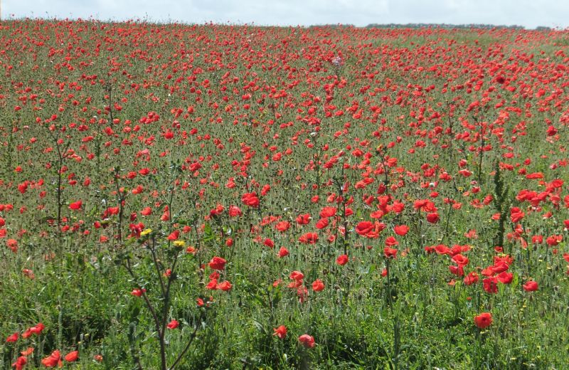 Poppies in Remembrance
