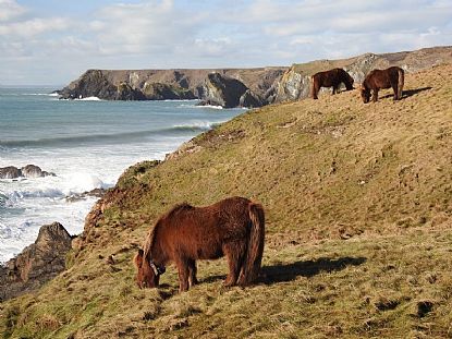 Shetland Ponies on the Cliffs between Caerthillian Cove and Lizard Point