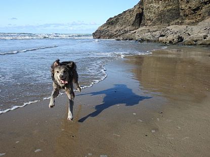Happy Dog on a Cornish Beach
