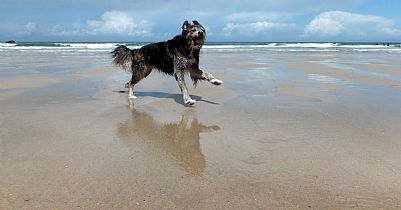 Dog Friendly Porth Joke Beach