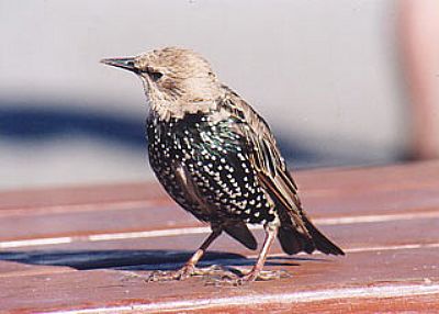 Friendly Starling at Land's End