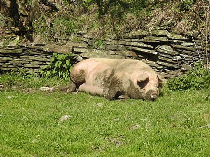 Happy Pig