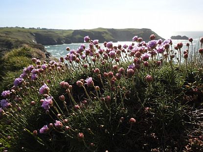 Flowers on the Coast Path