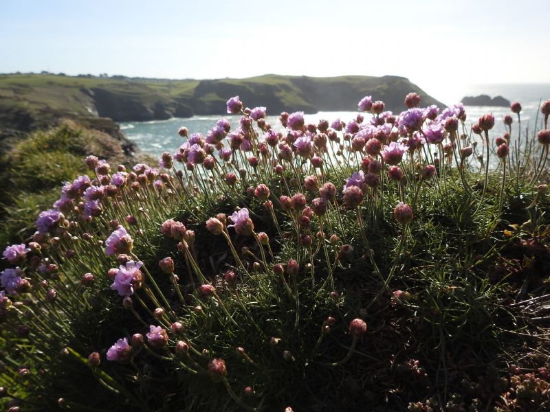 Flowers on the Coast Path