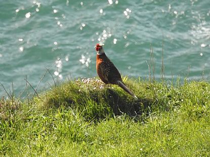 Enjoying the View in North Cornwall