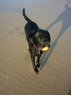 Nickie's Dog, Bruno, enjoying Fistral Beach