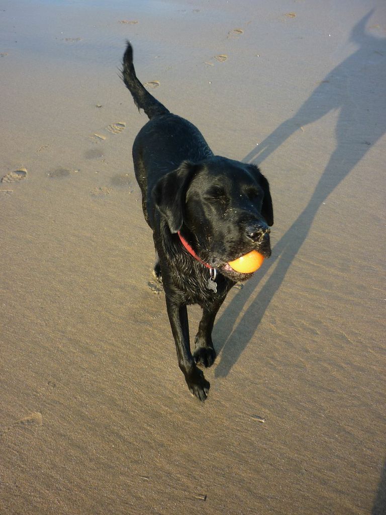 Nickie's Dog, Bruno, enjoying Fistral Beach Nickie's Dog, Bruno, enjoying Fistral Beach