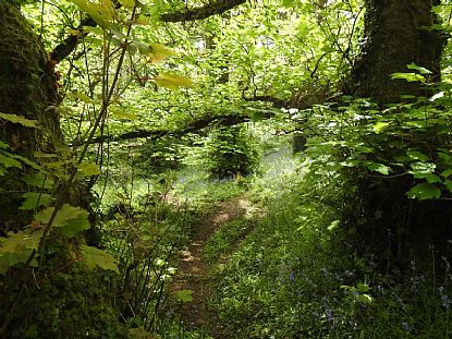Bluebell Woodland near Tremenheere