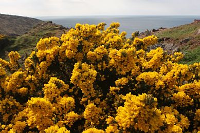 Gorse on the Coast Path near Botallack