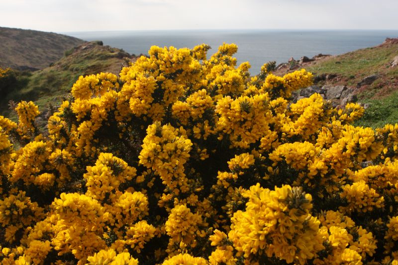 Gorse on the Coast Path near Botallack