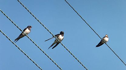 Three Swallows so it's Summer