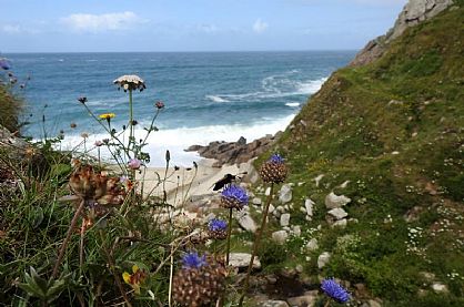 Wildflowers, Wildlife and Portheras Cove