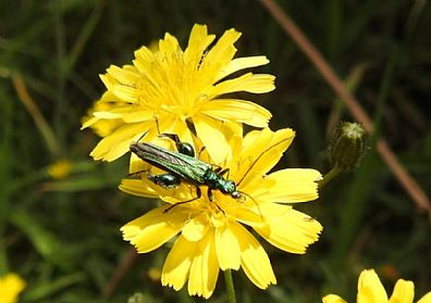 Thick-Legged Flower Beetle on Common Cat's Ear