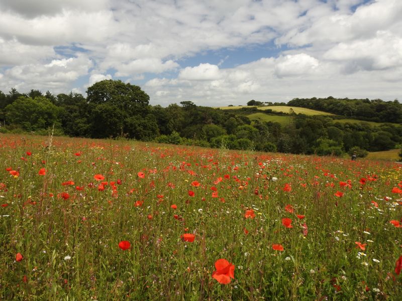 Remembering the Somme Remembering the Somme