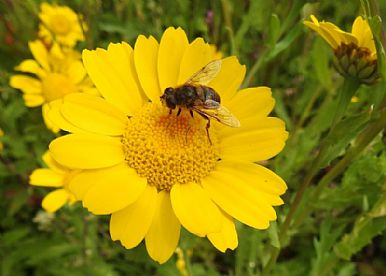 Hoverfly (Eristalis) on Corn Marigold (Glebionis segetum)