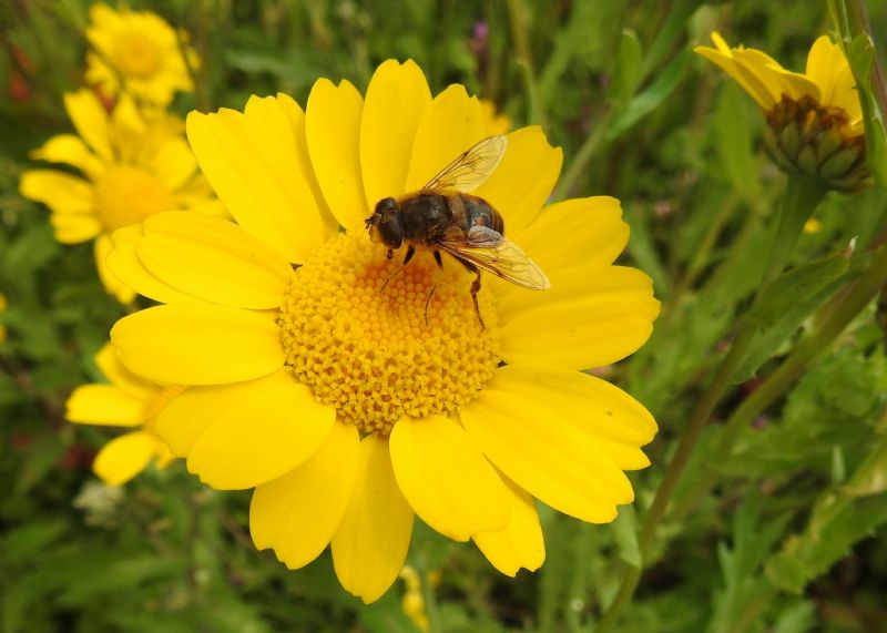 Hoverfly (Eristalis) on Corn Marigold (Glebionis segetum)