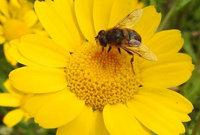 Hoverfly on Corn Marigold