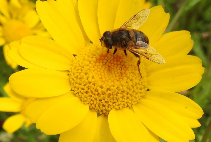Hoverfly on Corn Marigold