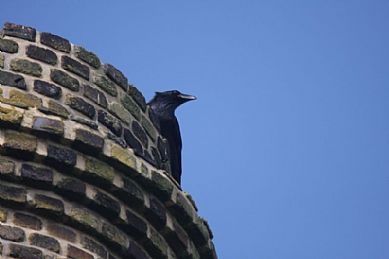 Corvid on Mine Chimney Stack