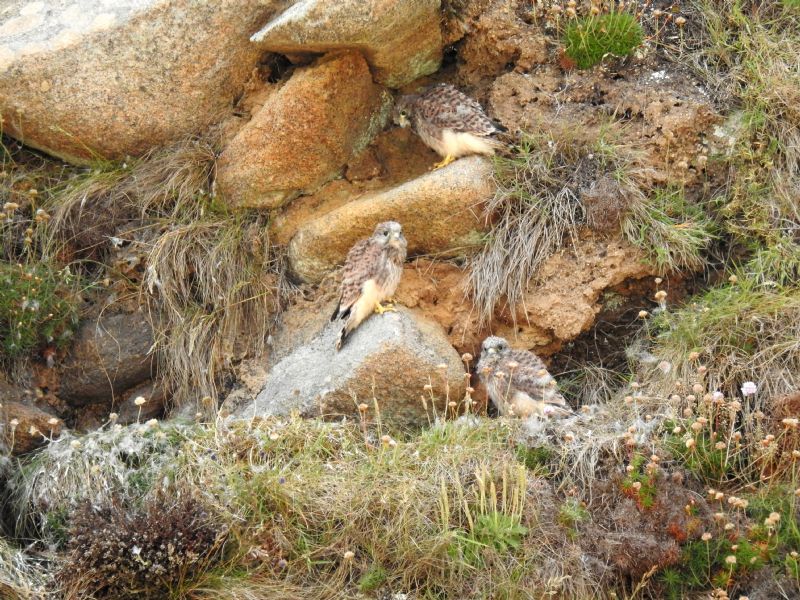 Kestrel Chicks on the Land's End Peninsula Kestrel Chicks on the Land's End Peninsula
