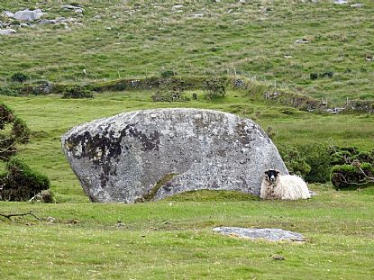 Sheep on Bodmin Moor