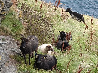 Goats Grazing on Barras Nose, Tintagel