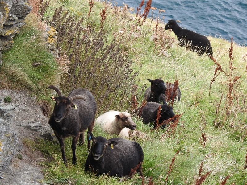Goats Grazing on Barras Nose, Tintagel