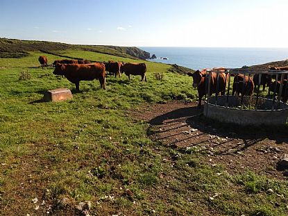 Moo with a View
