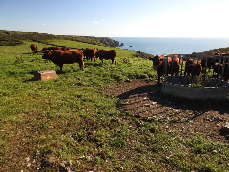 Moo with a View