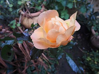Rose flowering in Winter