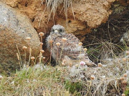 Kestrel Chick