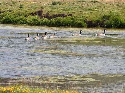 Canada Geese enjoying the lake at St Gothian Sands Local Nature Reserve