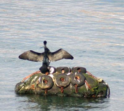 Cormorant at Newlyn Harbour