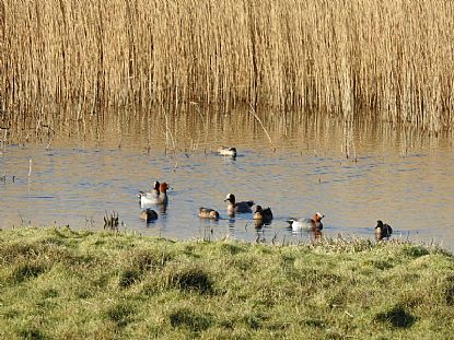 Marazion Marsh Nature Reserve