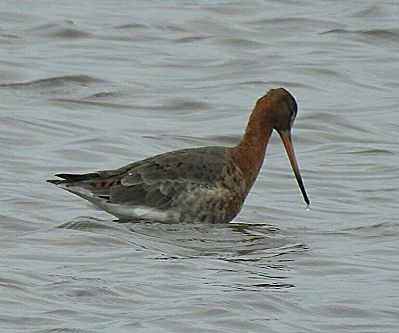Black-tailed Godwit