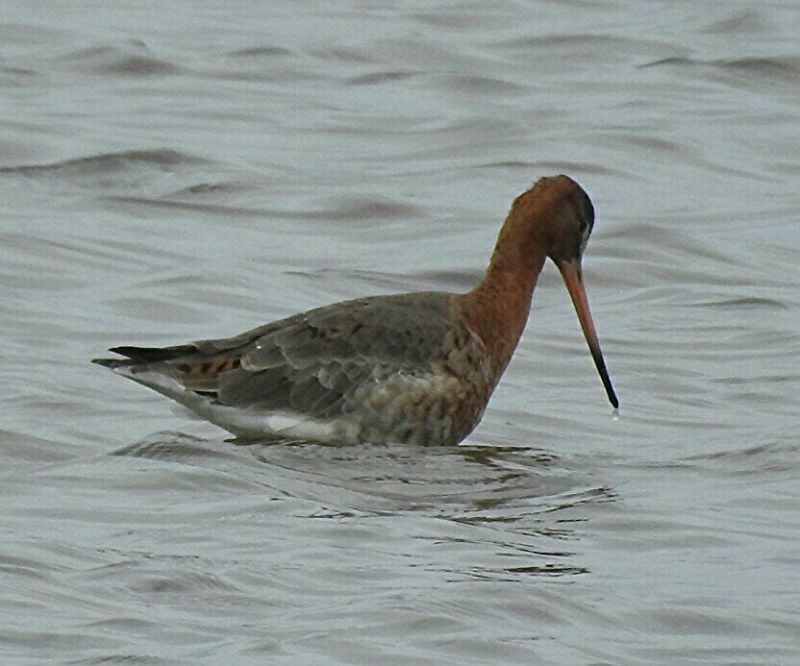 Black-tailed Godwit