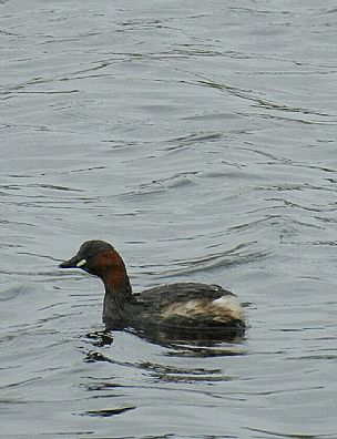 Little Grebe
