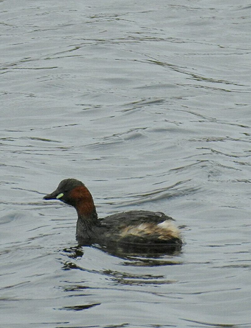 Little Grebe Little Grebe