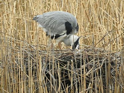 Grey Heron