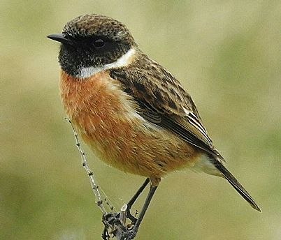 Stonechat