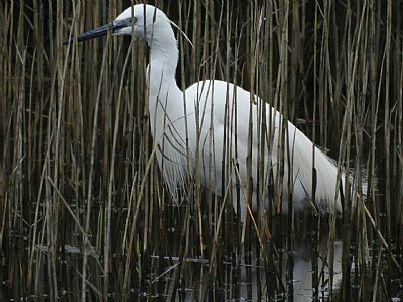 Little Egret